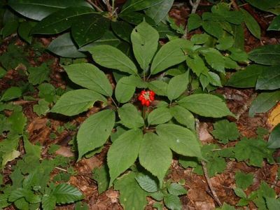 American Ginseng Extract/Panax quinquefolius/Ginsenosides